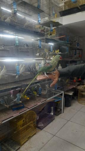 عکس پرنده سرای دنیای پرنده