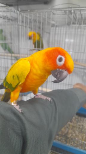 پرنده سرای دنیای پرنده