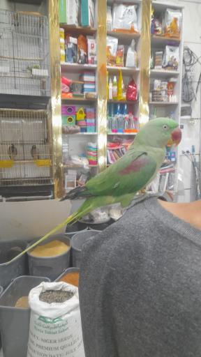 پرنده سرای دنیای پرنده