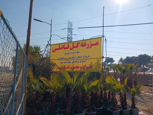 عکس مزرعه گل فاضلی