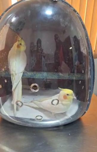 عکس کلینیک دامپزشکی و پت شاپ ایرانا