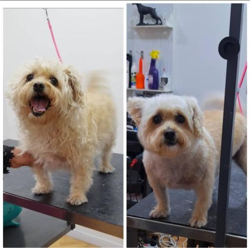 عکس کلینیک دامپزشکی و پت شاپ ایرانا