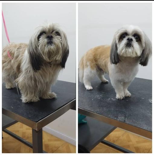 عکس کلینیک دامپزشکی و پت شاپ ایرانا