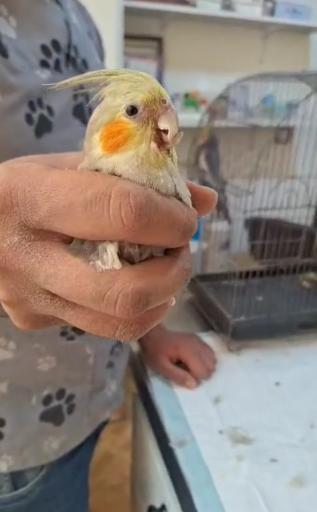 عکس کلینیک دامپزشکی و پت شاپ ایرانا