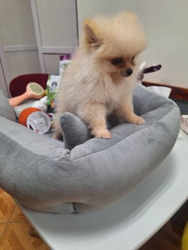 عکس کلینیک دامپزشکی و پت شاپ ایرانا