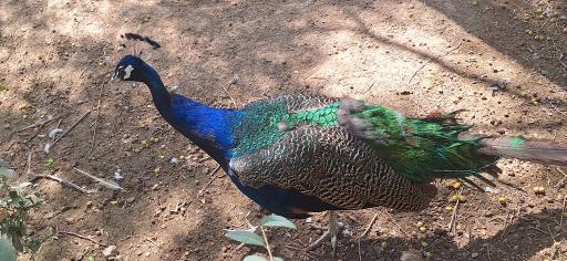 عکس پارکینگ باغ پرندگان