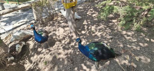 عکس پارکینگ باغ پرندگان