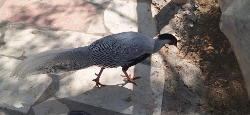 عکس پارکینگ باغ پرندگان