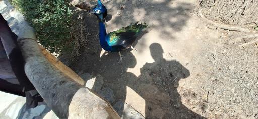 عکس پارکینگ باغ پرندگان