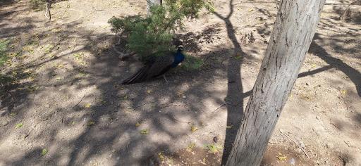 عکس پارکینگ باغ پرندگان