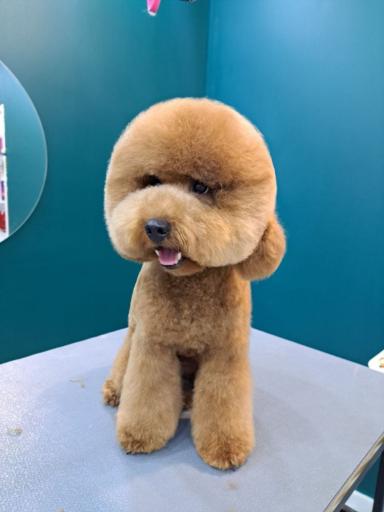 عکس آموزشگاه و آرایشگاه حیوانات خانگی پاپی کات