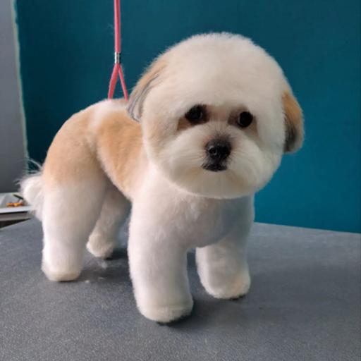 عکس آموزشگاه و آرایشگاه حیوانات خانگی پاپی کات