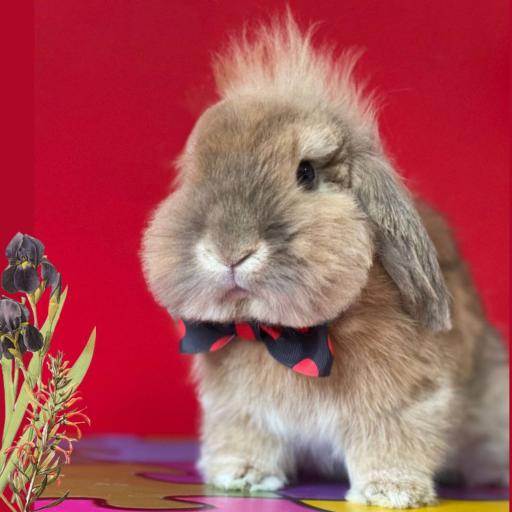 عکس آموزشگاه و آرایشگاه حیوانات خانگی پاپی کات