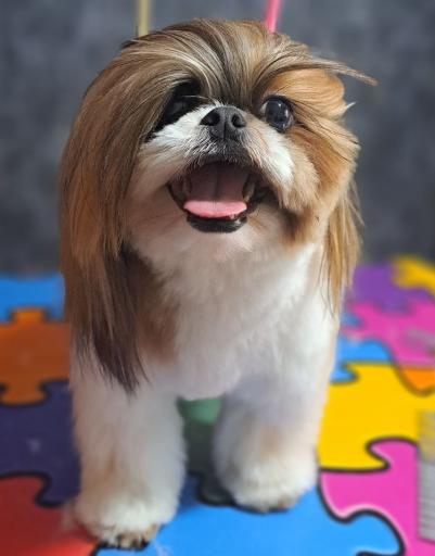 عکس آموزشگاه و آرایشگاه حیوانات خانگی پاپی کات