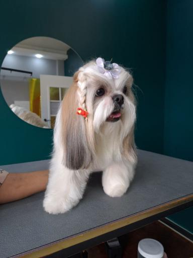 عکس آموزشگاه و آرایشگاه حیوانات خانگی پاپی کات