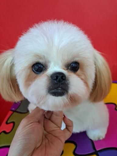 عکس آموزشگاه و آرایشگاه حیوانات خانگی پاپی کات