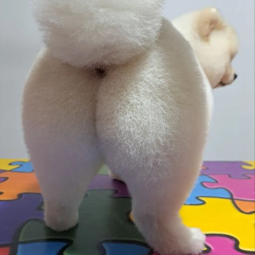 عکس آموزشگاه و آرایشگاه حیوانات خانگی پاپی کات