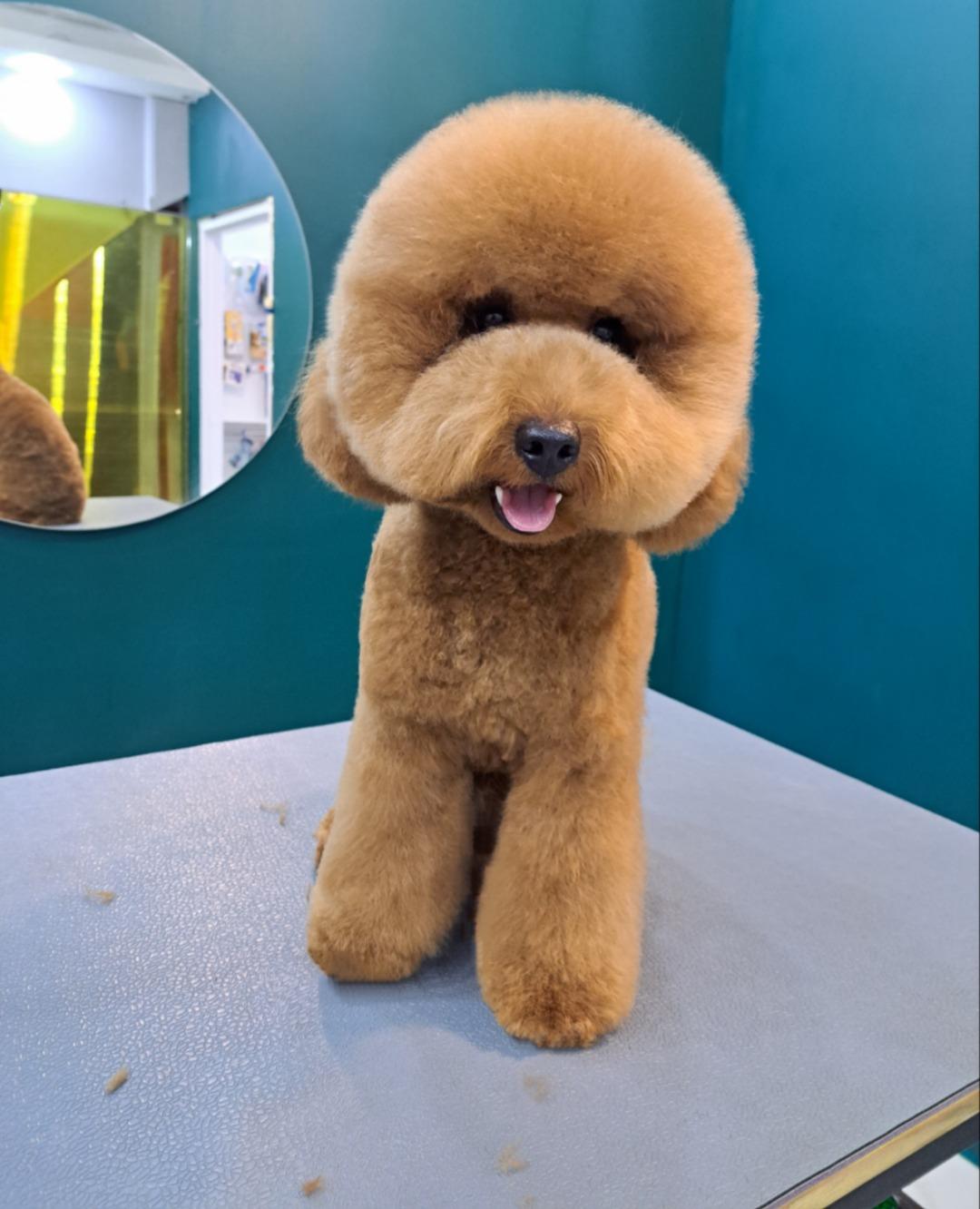 عکس آموزشگاه و آرایشگاه حیوانات خانگی پاپی کات