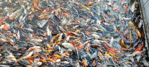 عکس پرورش ماهی خسروی