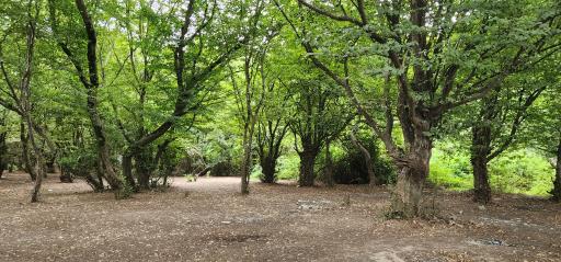 پارک جنگلی شهید زارع