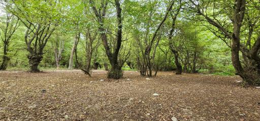 پارک جنگلی شهید زارع