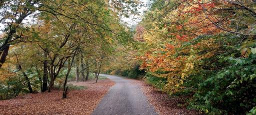 عکس پارک جنگلی شهید زارع