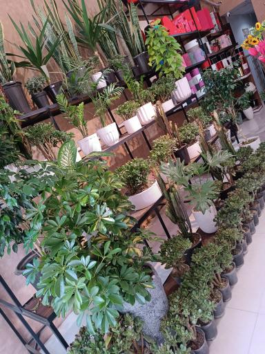 عکس گل فروشی شکوفه