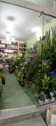 عکس فرویشگاه گل و گیاه گیانو