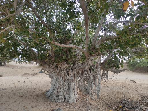 عکس درخت انجیر معابد