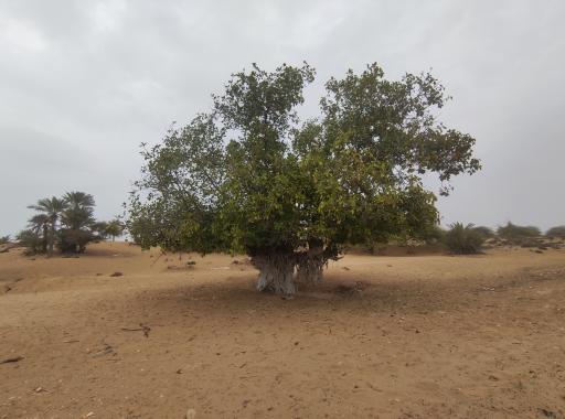 عکس درخت انجیر معابد