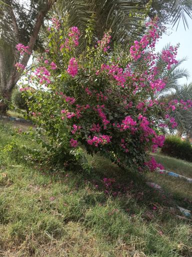 عکس پارک شهید بهشتی