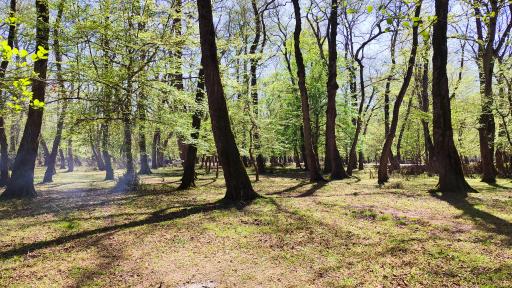 عکس ایزدشهر