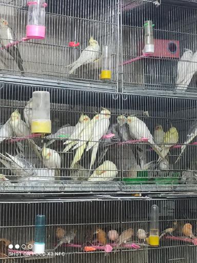 عکس فروشگاه پرنده مهاجر