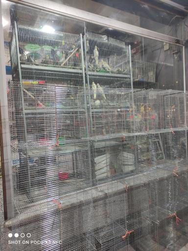 عکس فروشگاه پرنده مهاجر