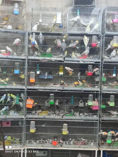 عکس فروشگاه پرنده مهاجر