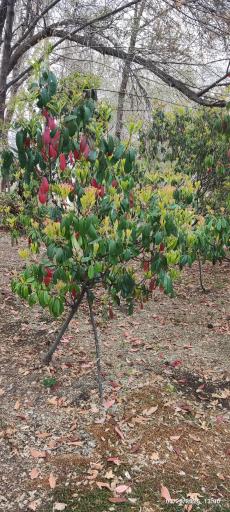 جنگل های هیرکانی