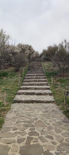 جنگل های هیرکانی