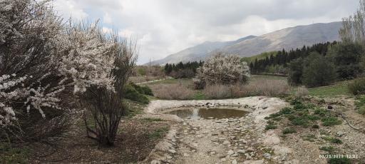 جنگل های هیرکانی