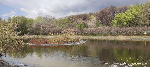 جنگل های هیرکانی