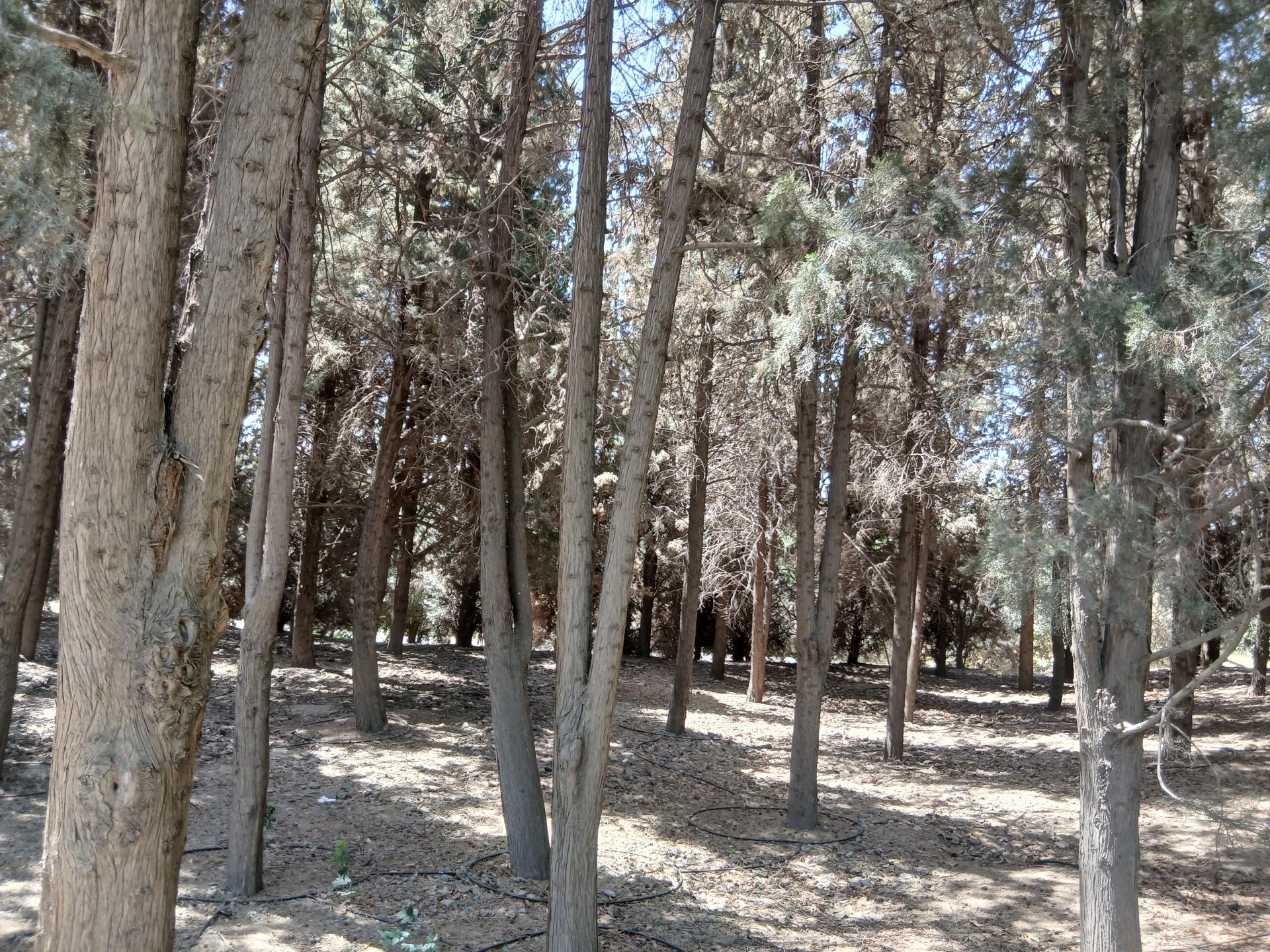 عکس جنگل های هیرکانی