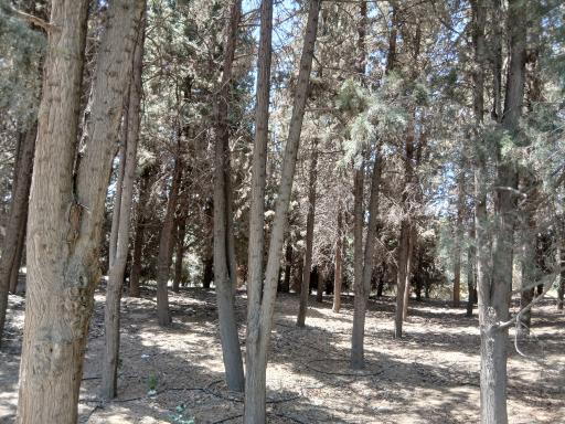 عکس جنگل های هیرکانی