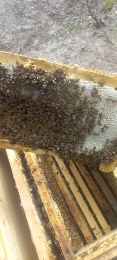 عکس زنبورستان زرین