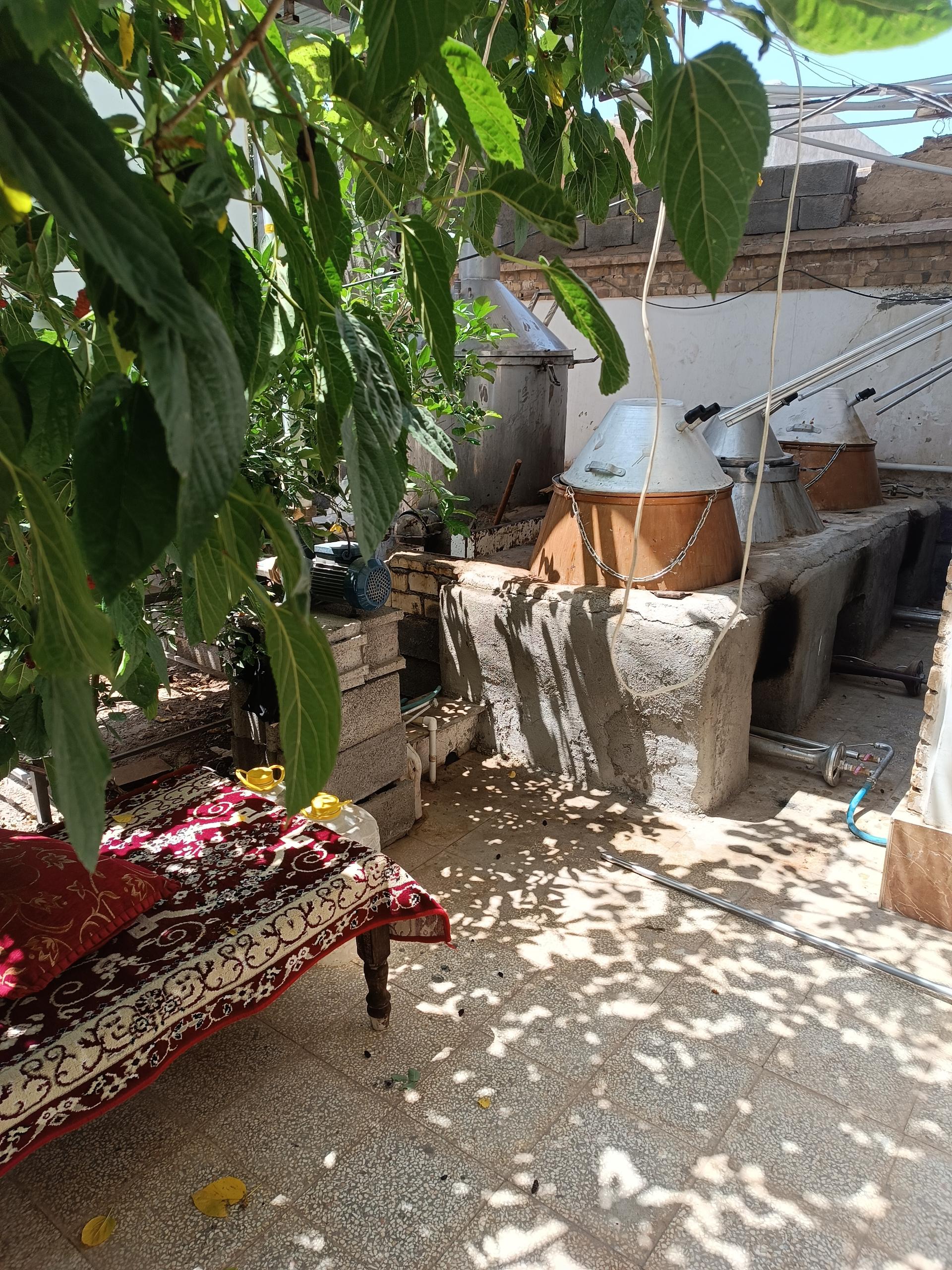 عکس گلاب گیری سنتی شمیم مشکات