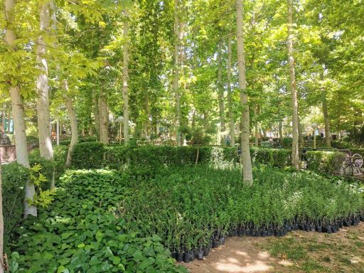 عکس پارک جنگلی بهمن