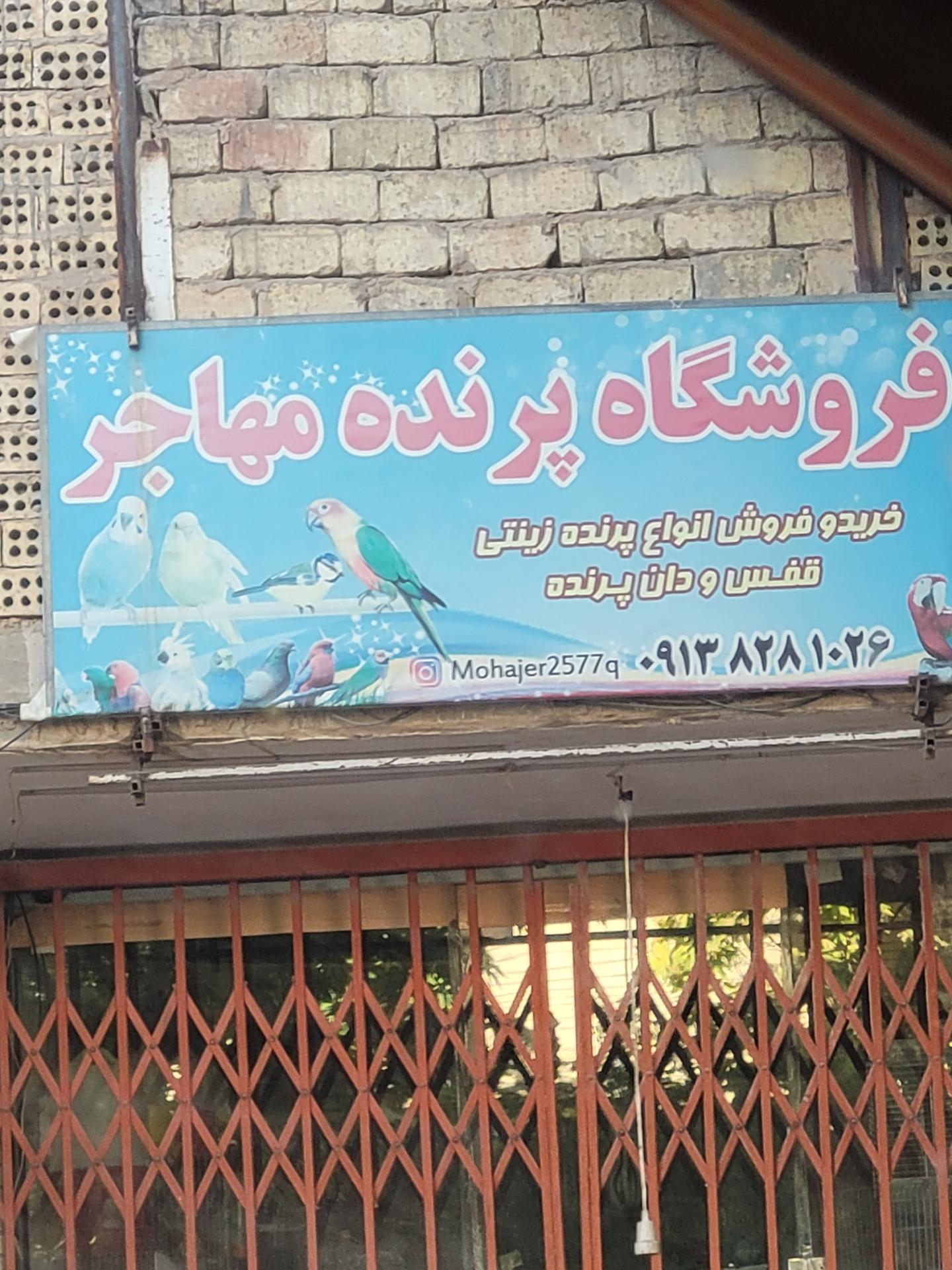 عکس فروشگاه پرنده مهاجر