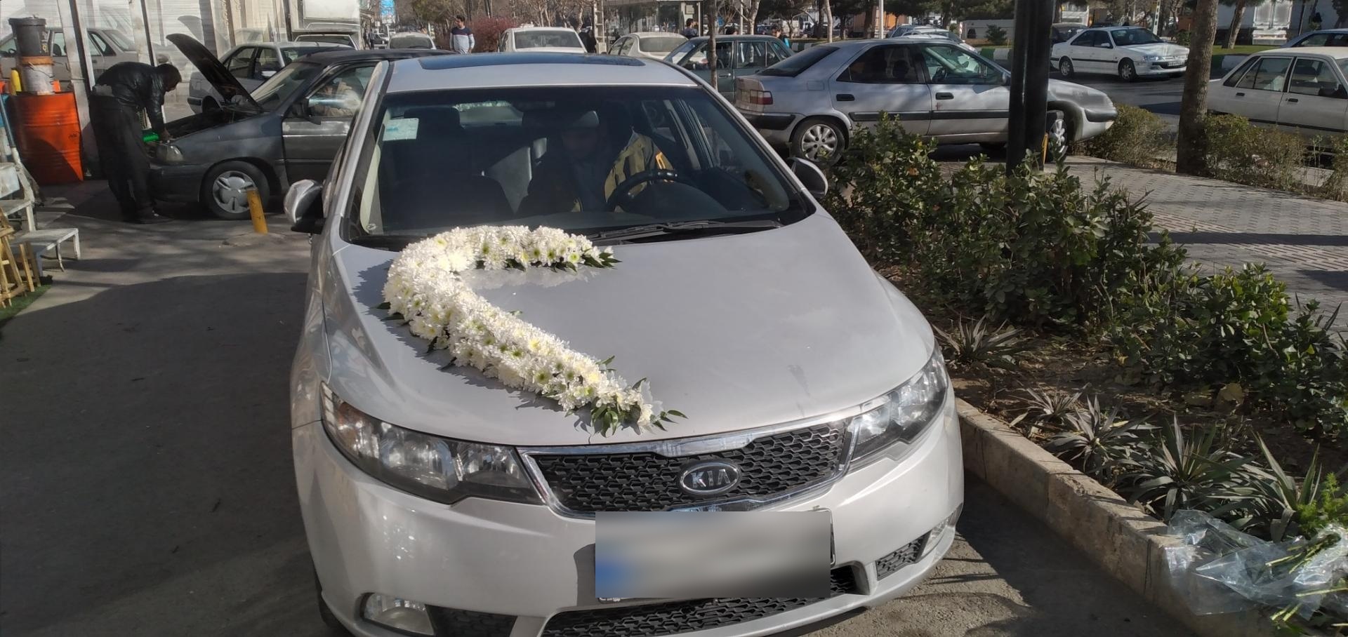 عکس گل کاملیا