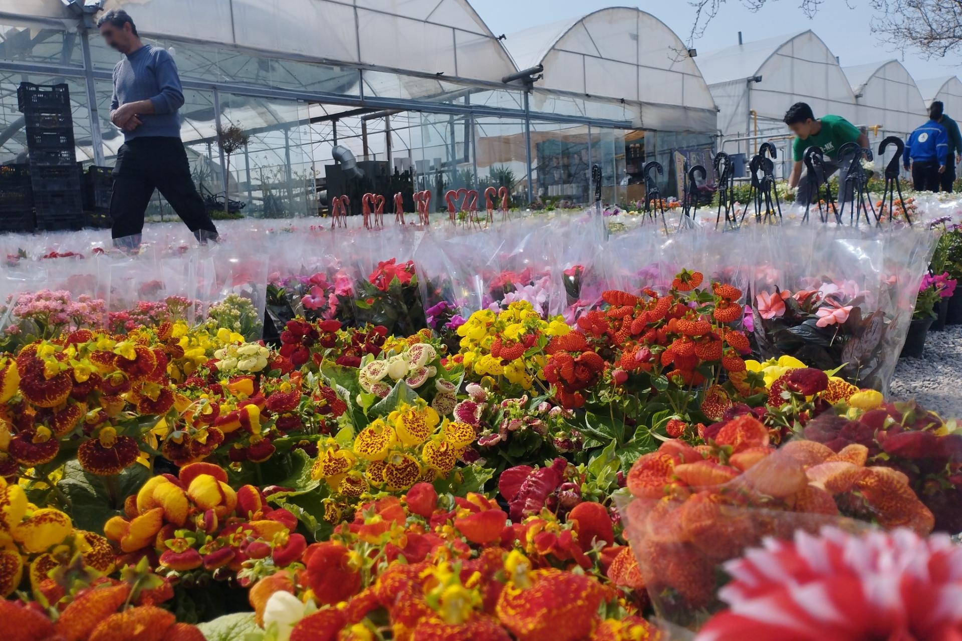 عکس گلخانه قاسمی