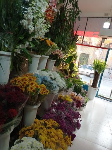 عکس گلسرای مسترگل