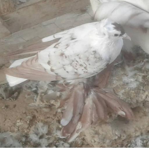 عکس پرنده فروشی نقش جهان