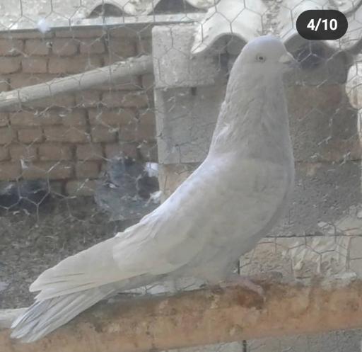 عکس پرنده فروشی نقش جهان